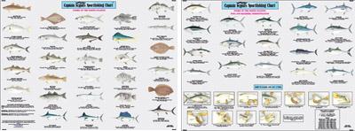 Capt Segull’s Fishes Of The North Atlantic Chart Online